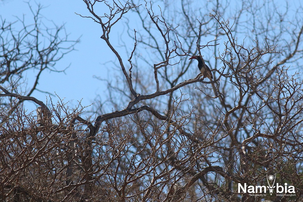 Monteiro's Hornbill - ML610951260