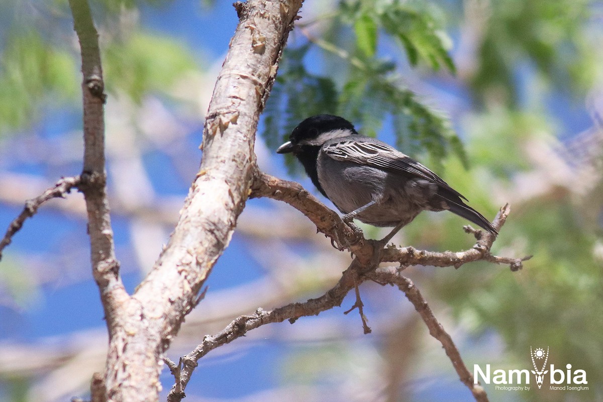 Ashy Tit - Manod Taengtum