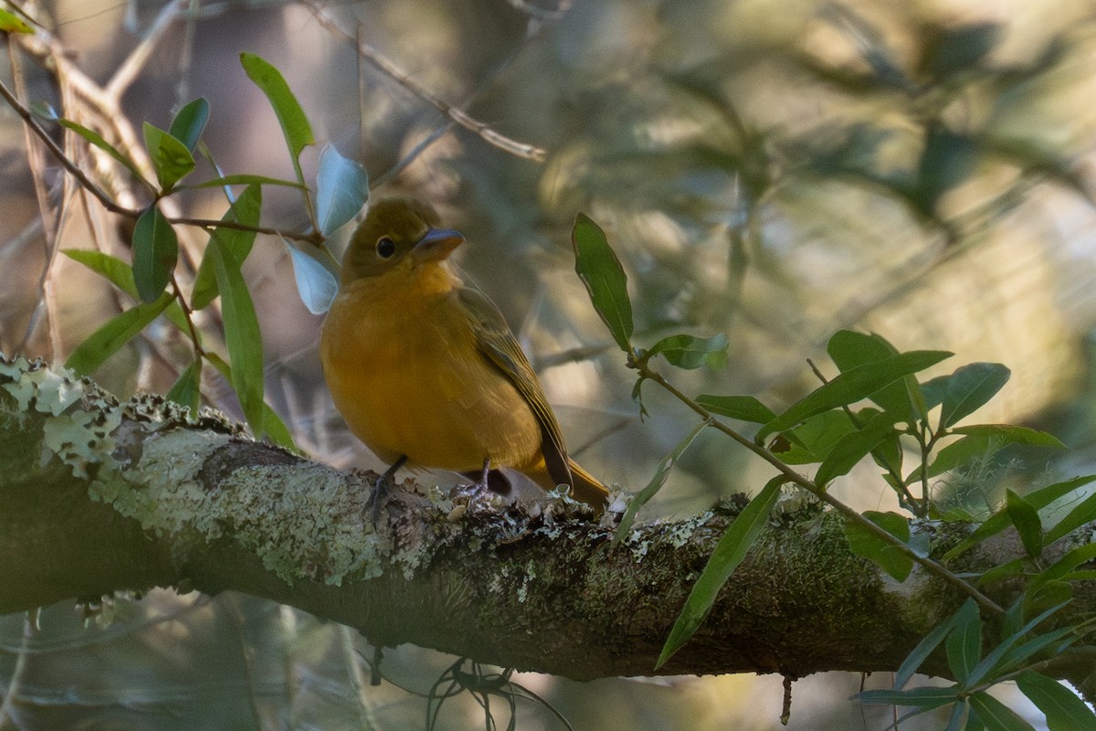 Summer Tanager - ML610951283