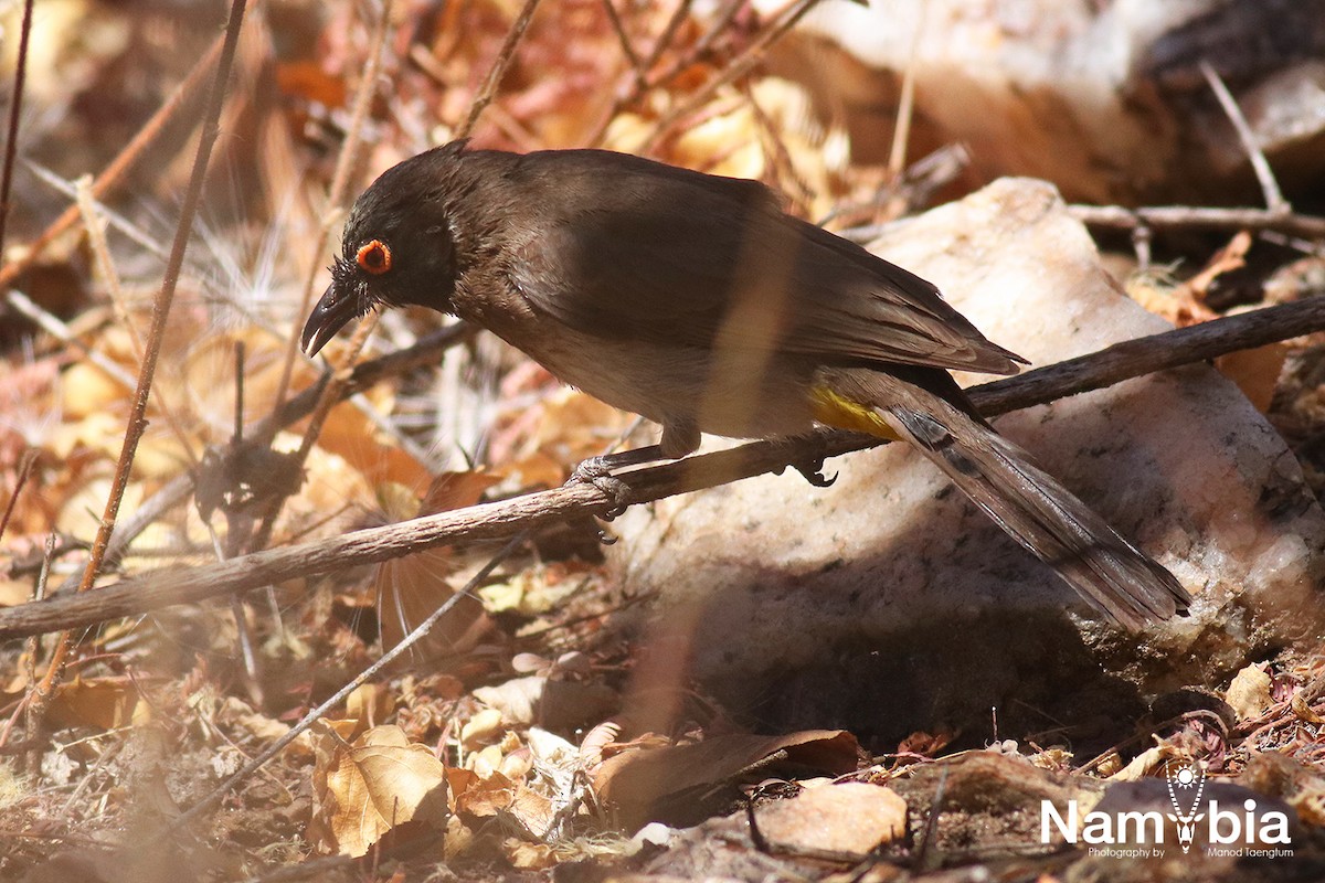 Black-fronted Bulbul - Manod Taengtum