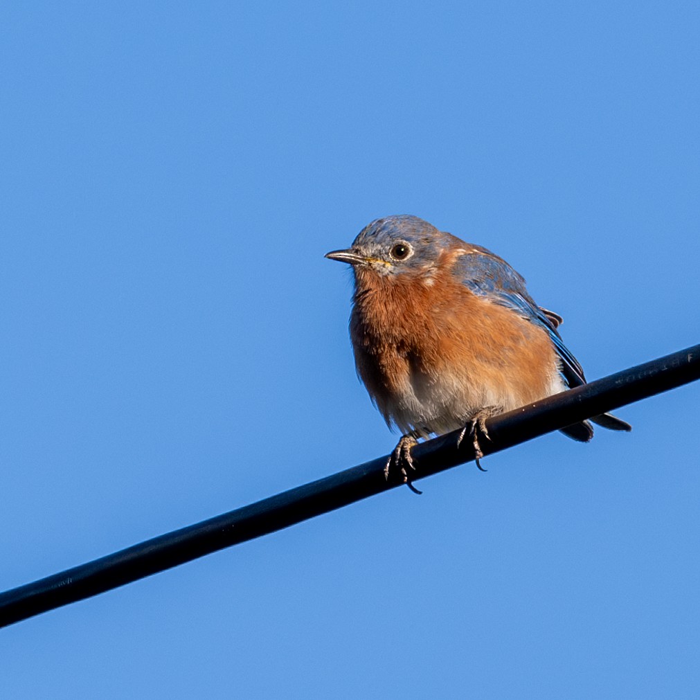 Eastern Bluebird - ML610951295