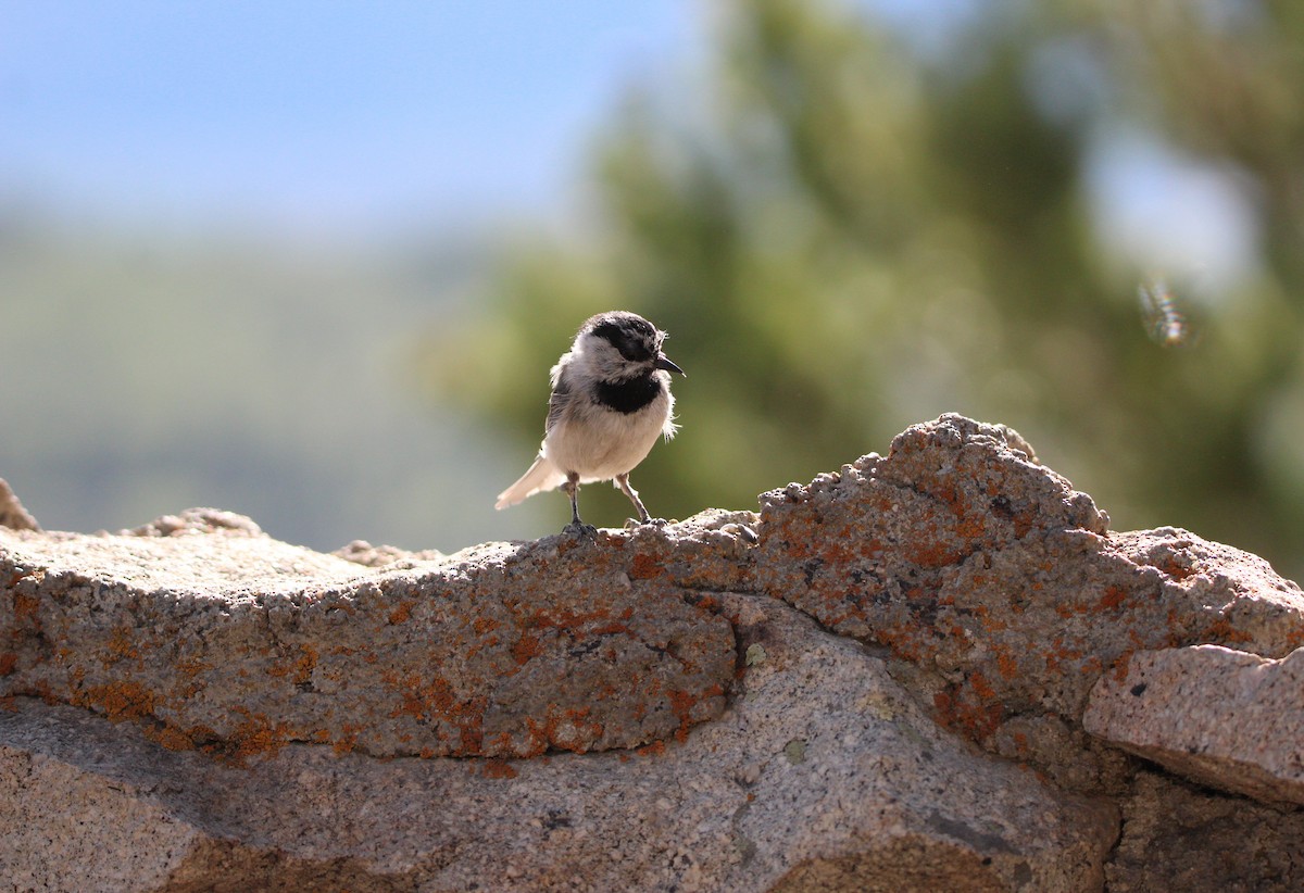 Mountain Chickadee - Jeff Johnson