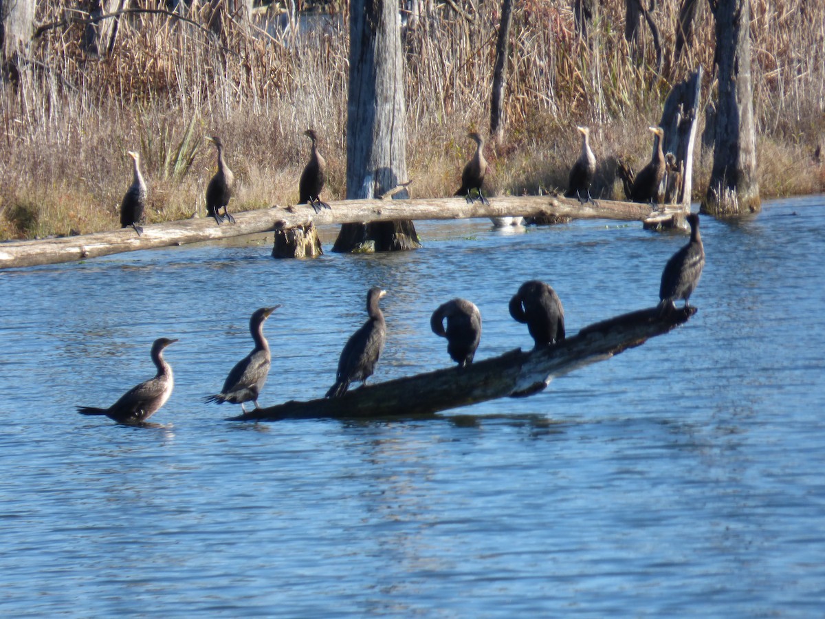 Double-crested Cormorant - ML610951381