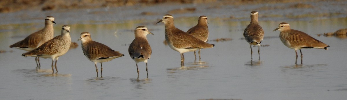 Sociable Lapwing - ML610951471