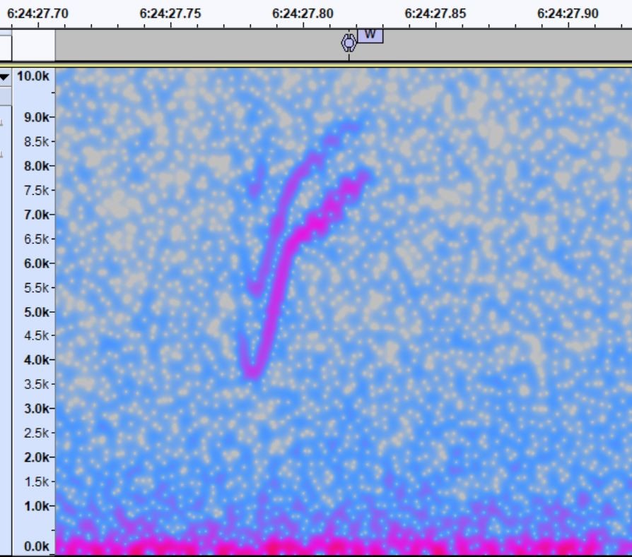 new world warbler sp. - ML610951491