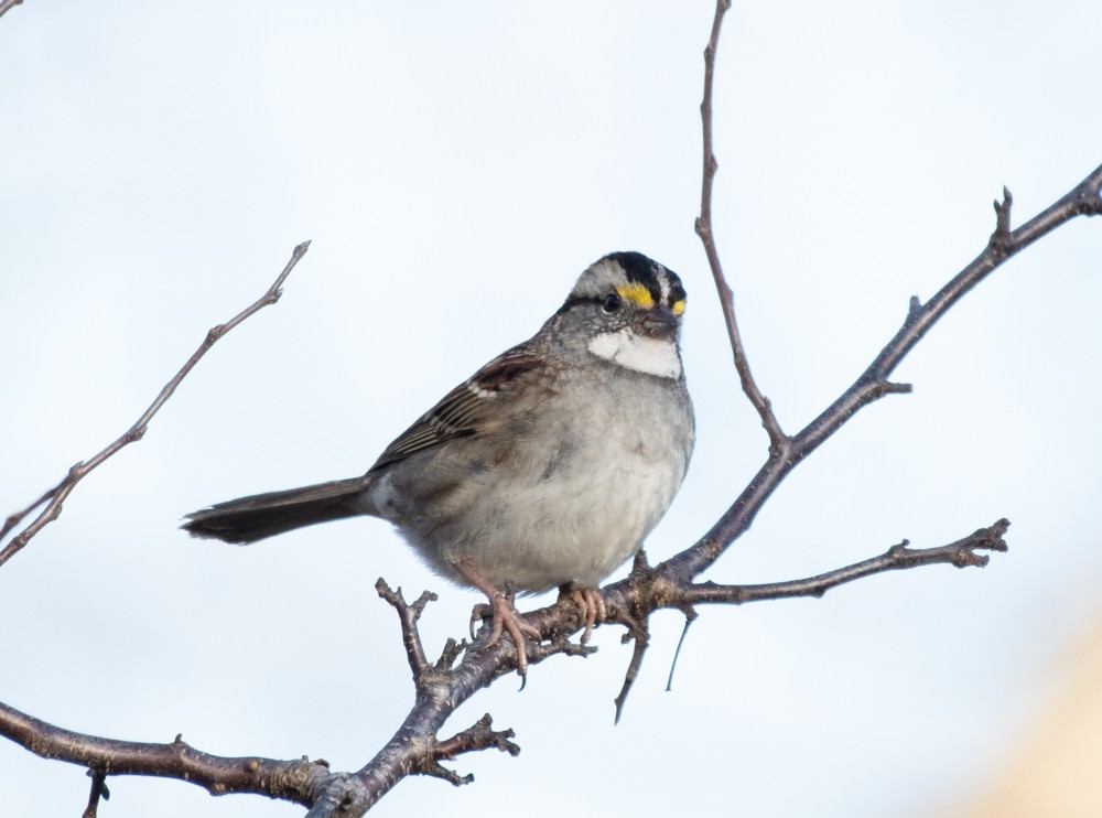 White-throated Sparrow - ML610951510