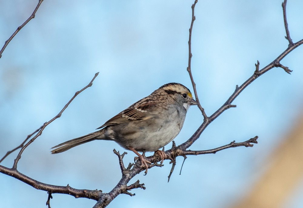 White-throated Sparrow - ML610951511