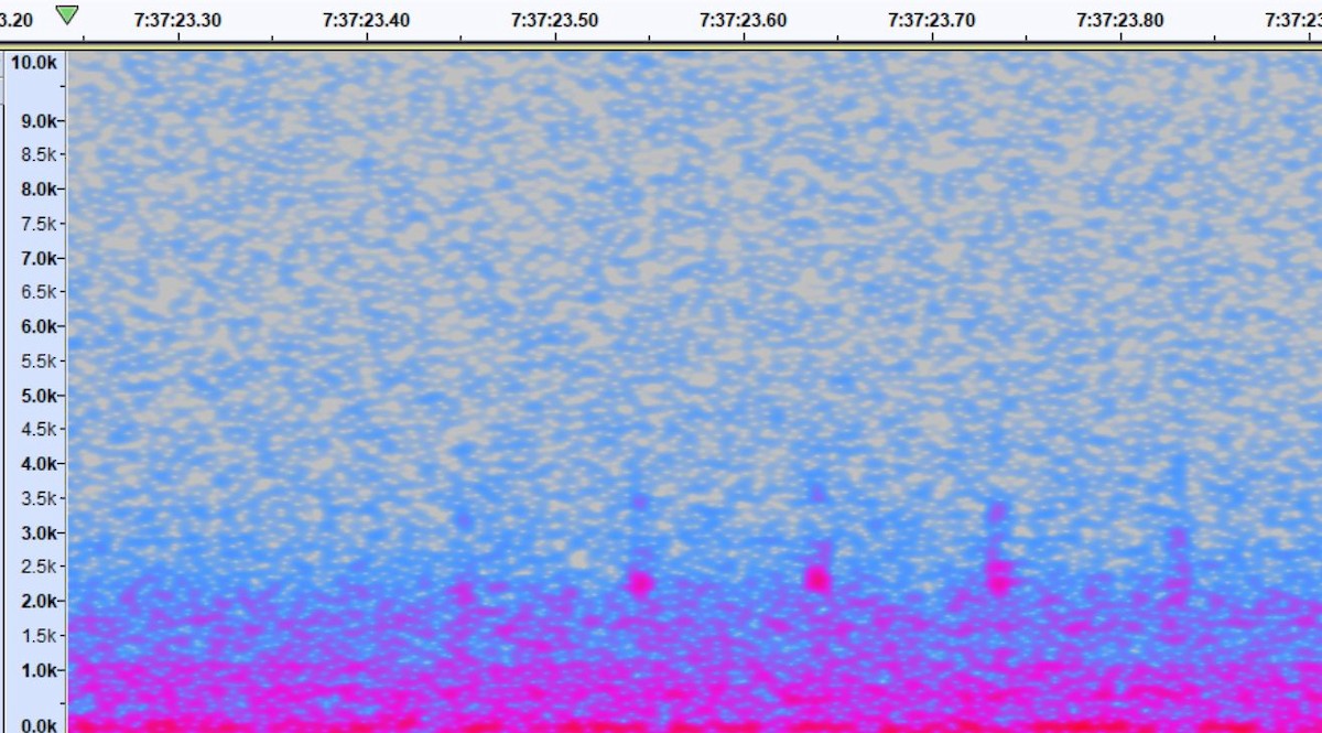 птица sp. - ML610951514