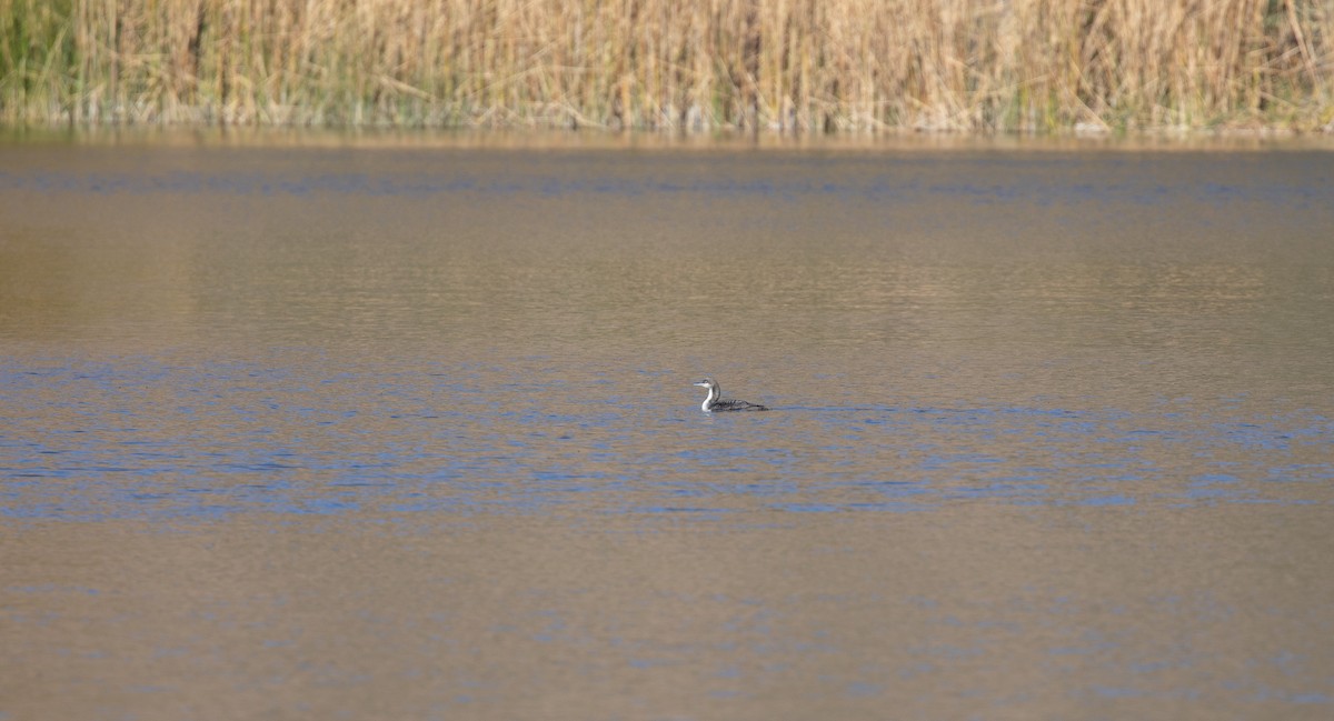 Pacific Loon - ML610951515