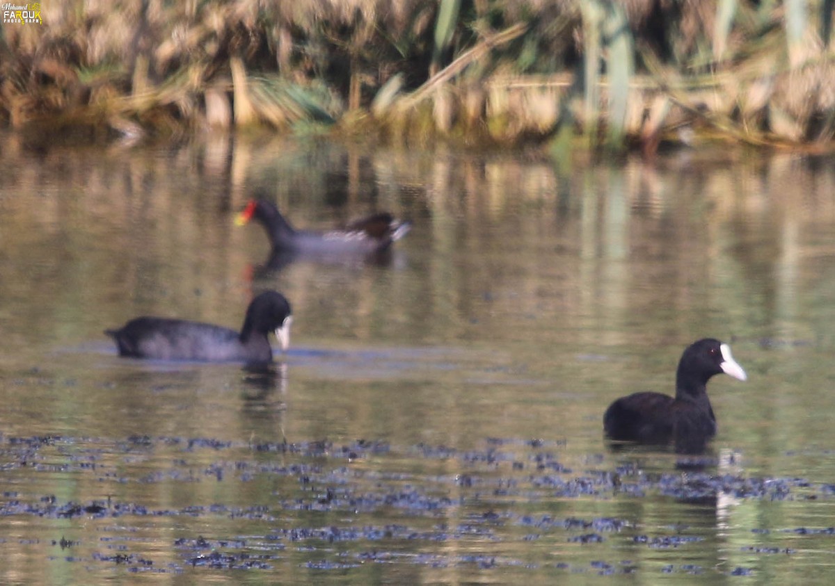 Eurasian Coot - Mohamed Farouk