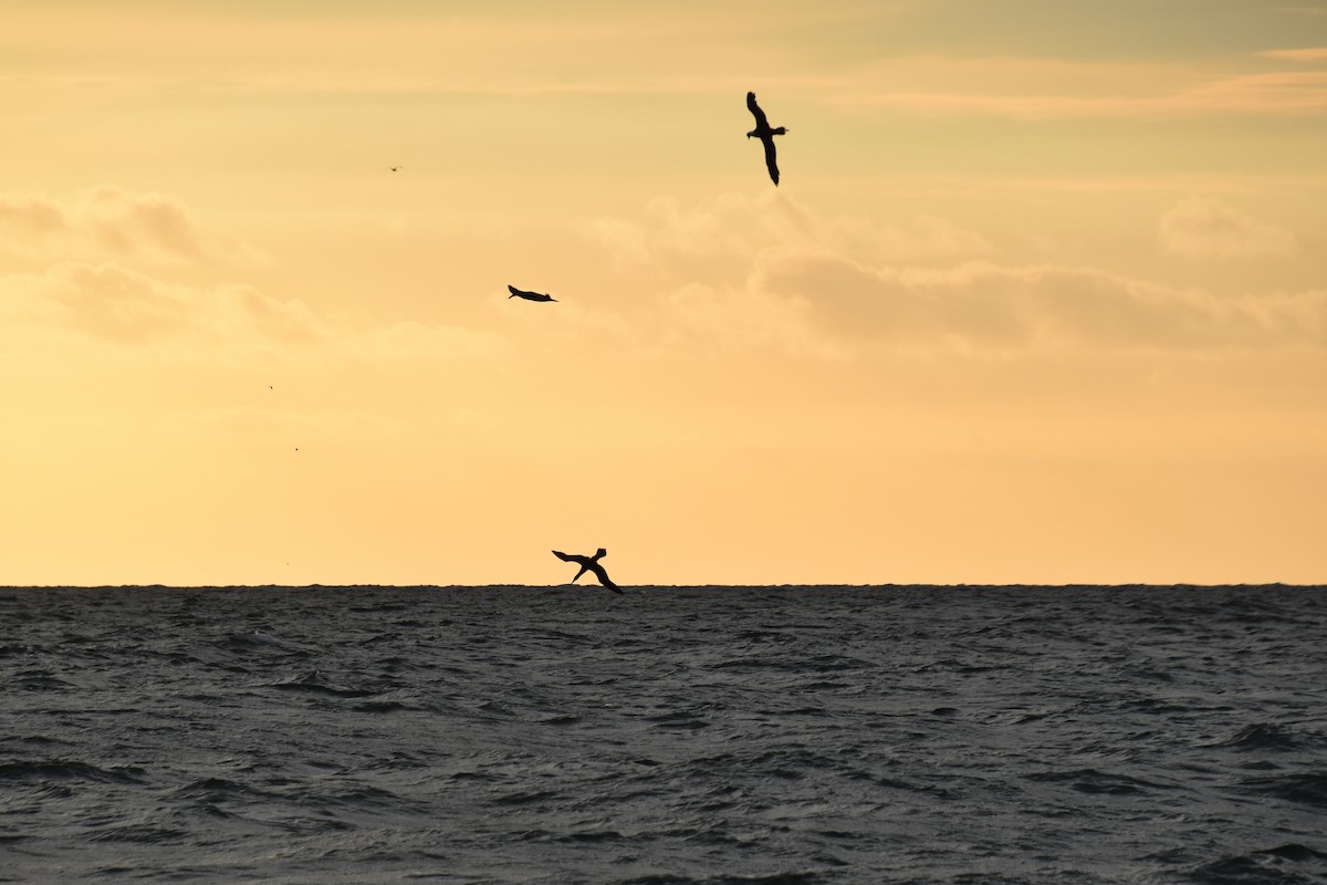 Northern Gannet - ML610951603