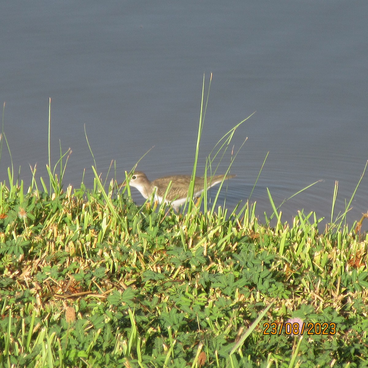 Spotted Sandpiper - ML610951607