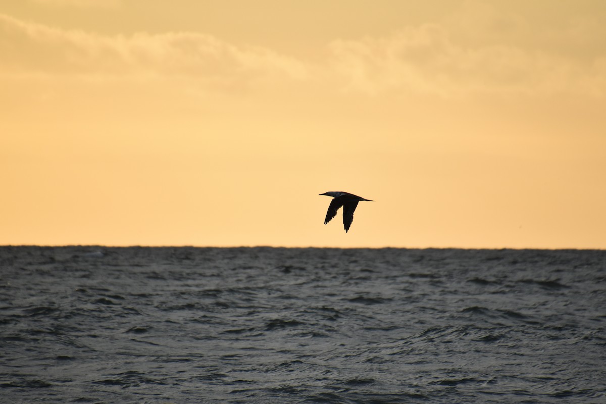 Northern Gannet - ML610951609