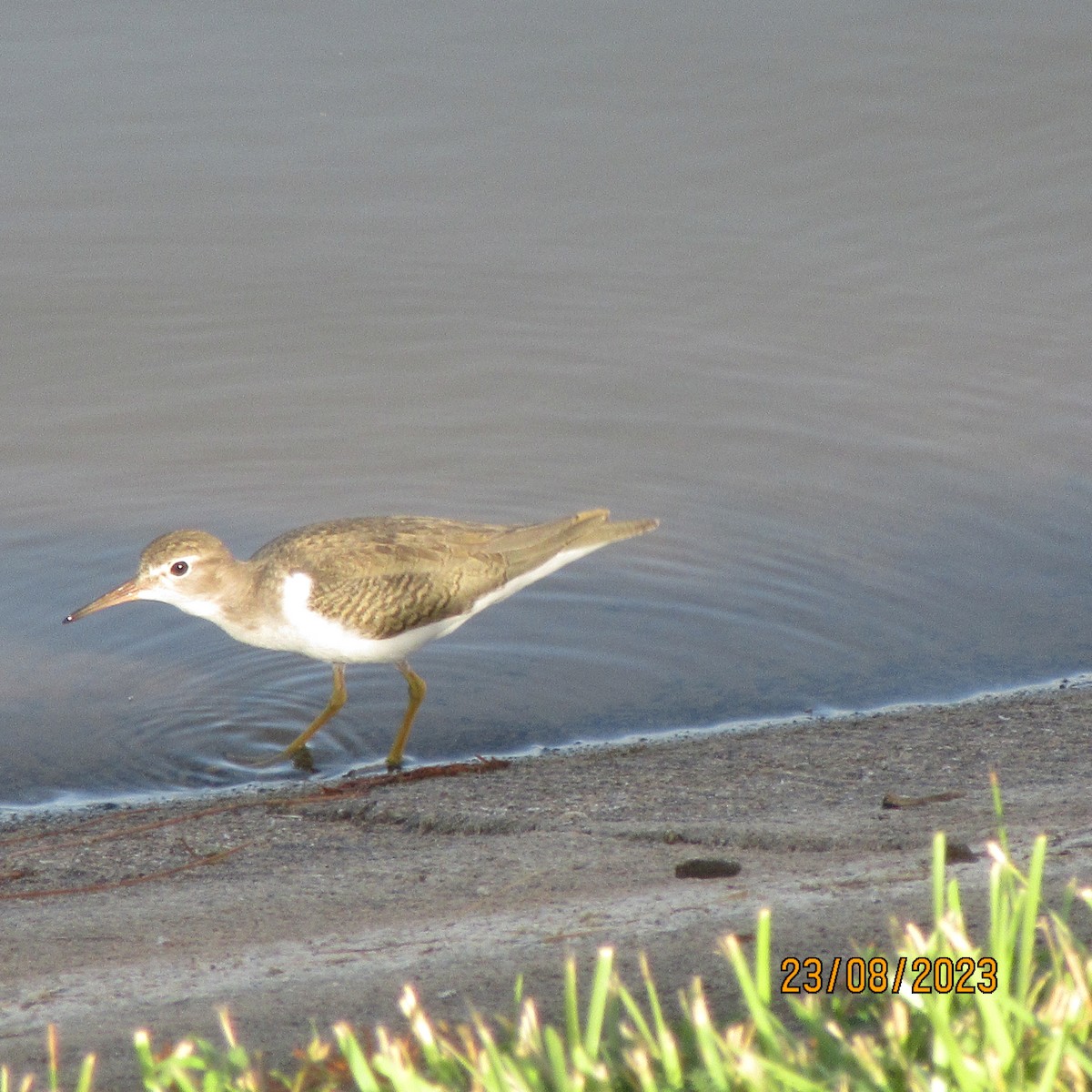 Spotted Sandpiper - ML610951611