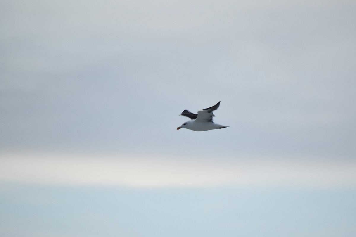 Great Black-backed Gull - ML610951617