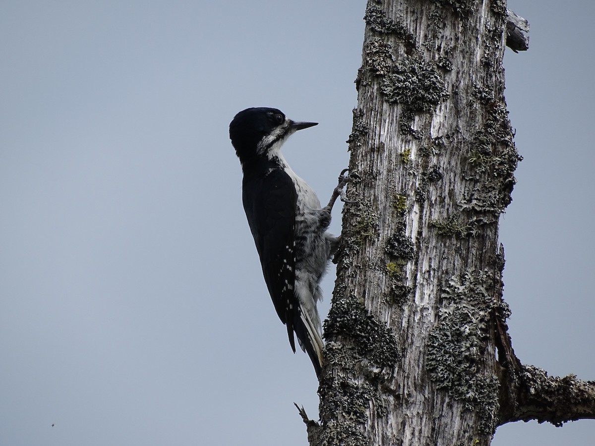 Black-backed Woodpecker - ML610951622