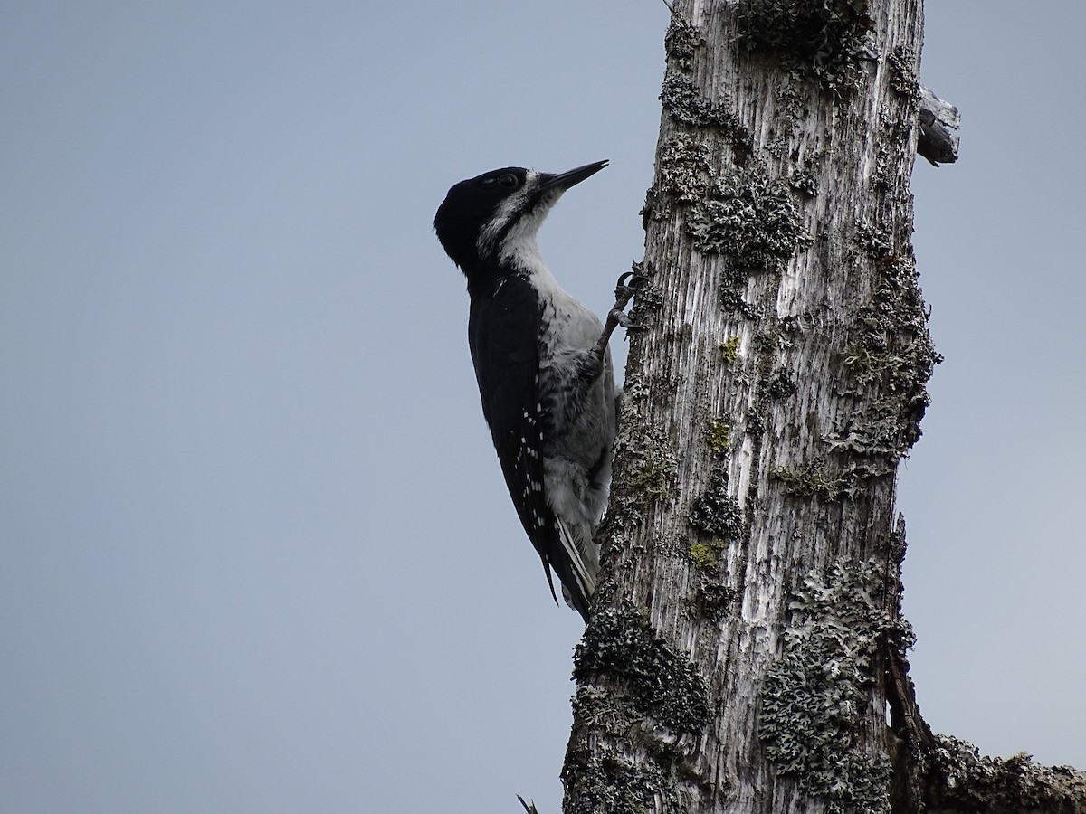Black-backed Woodpecker - ML610951623