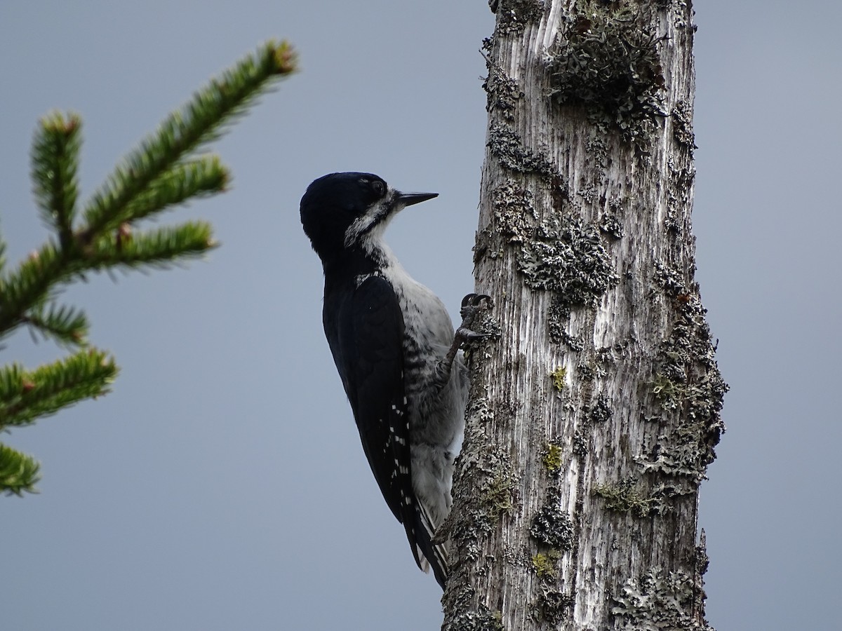 Black-backed Woodpecker - ML610951624