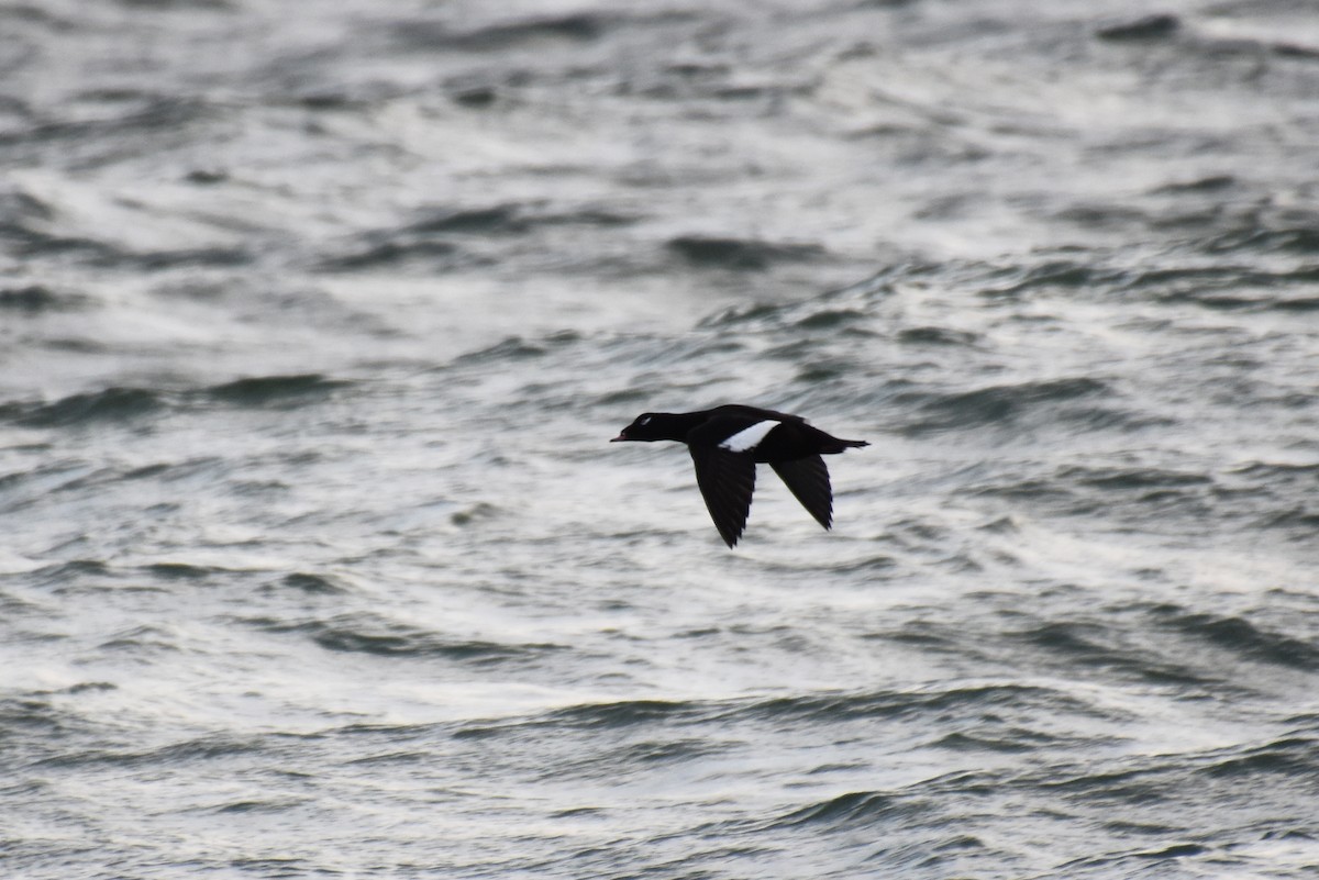 White-winged Scoter - ML610951632