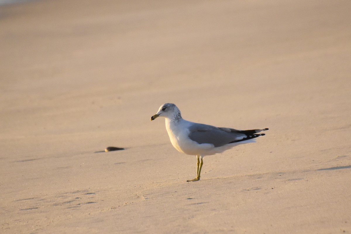 Ring-billed Gull - ML610951679