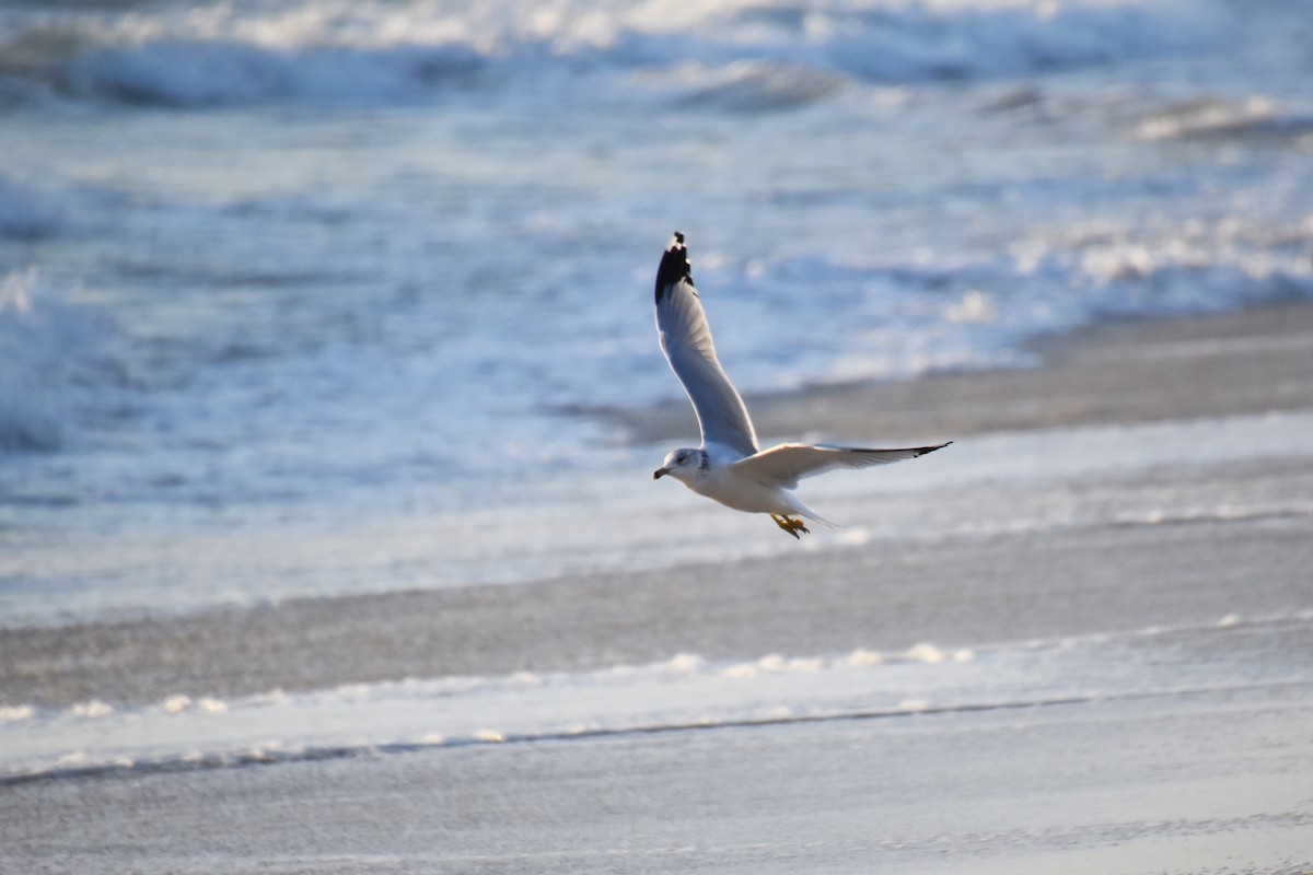 Ring-billed Gull - ML610951682