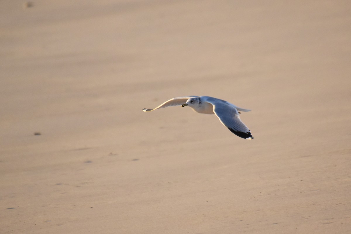 Ring-billed Gull - ML610951688