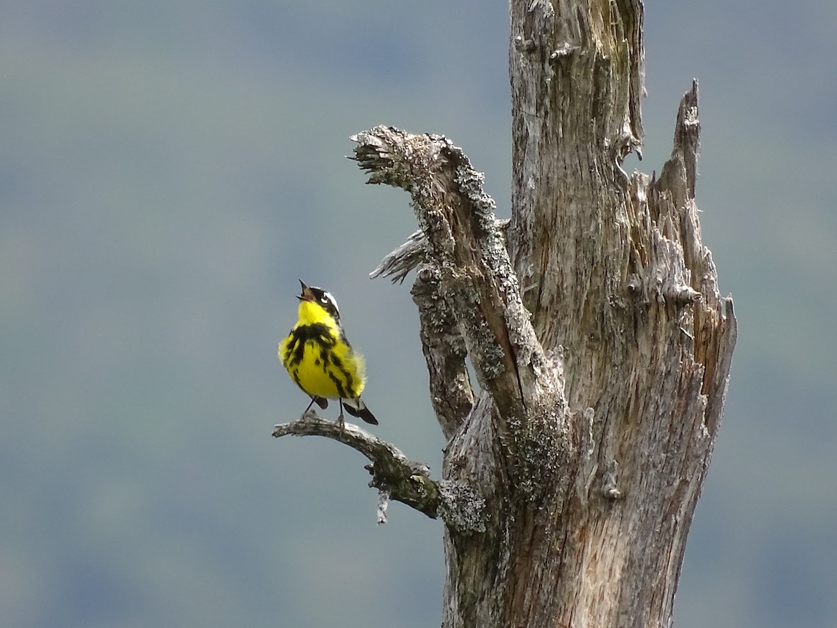 Magnolia Warbler - ML610951697