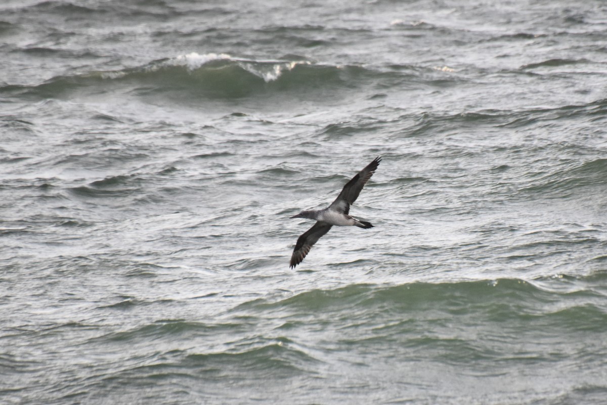 Northern Gannet - ML610951709