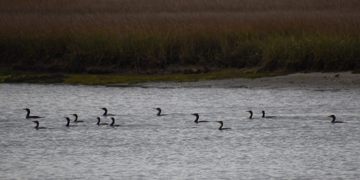 Double-crested Cormorant - ML610951736