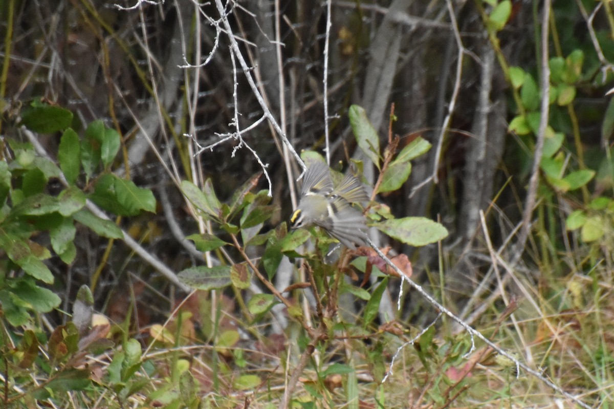 Golden-crowned Kinglet - ML610951778