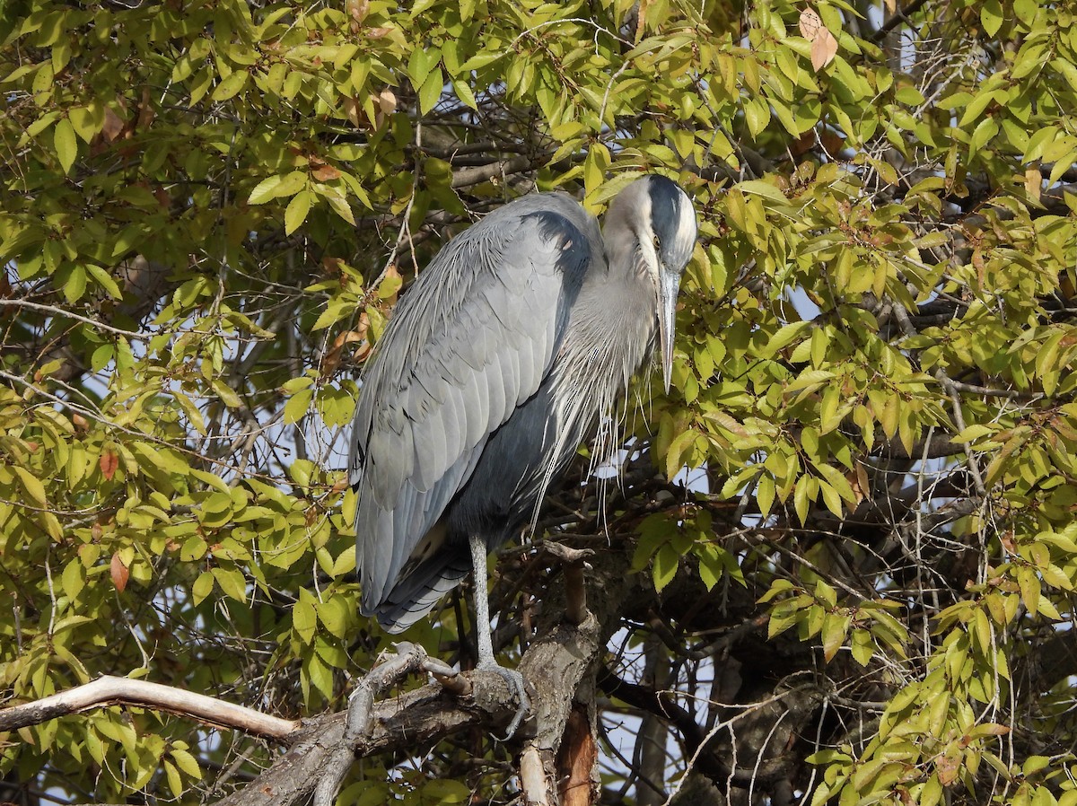 Great Blue Heron - ML610951945