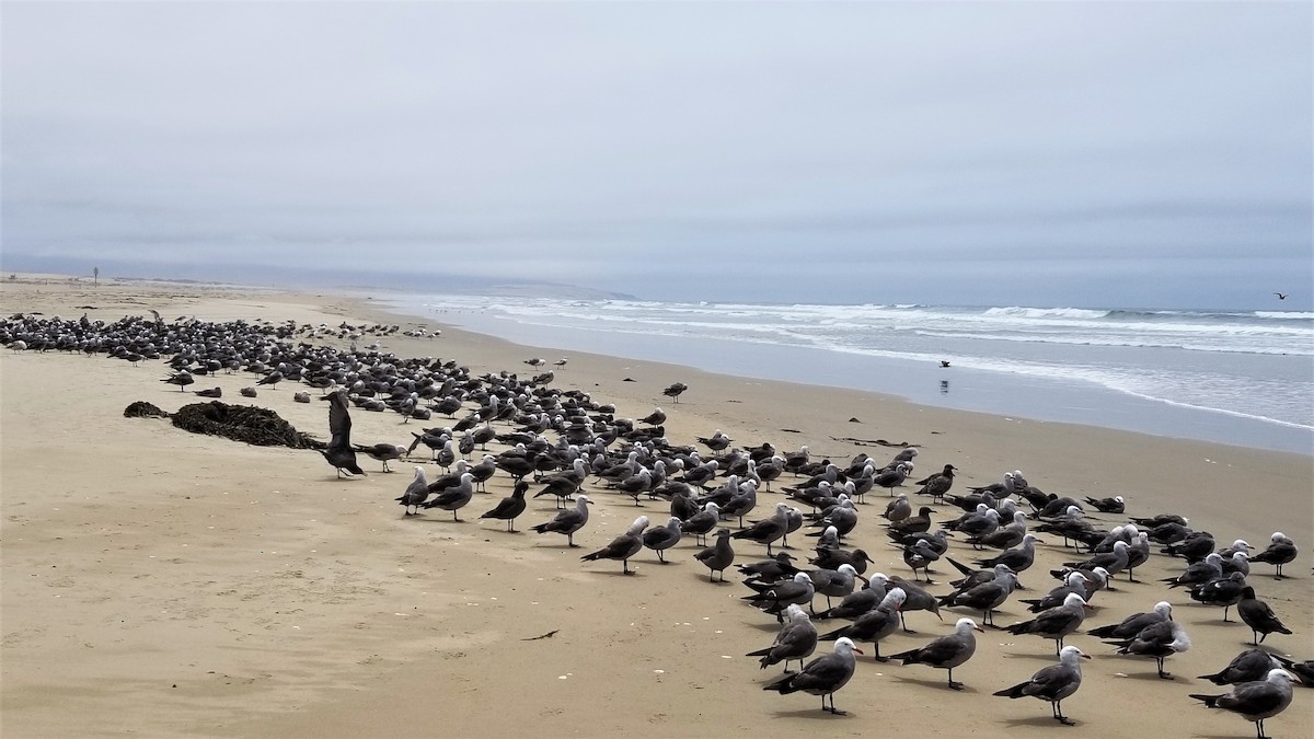 Heermann's Gull - ML610952025