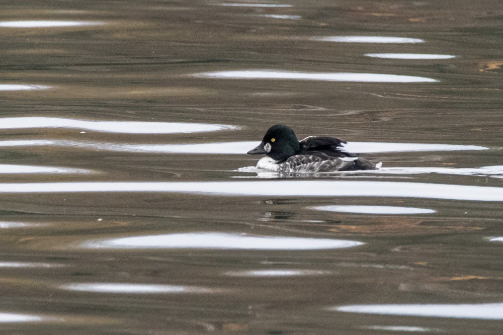 Common Goldeneye - ML610952122