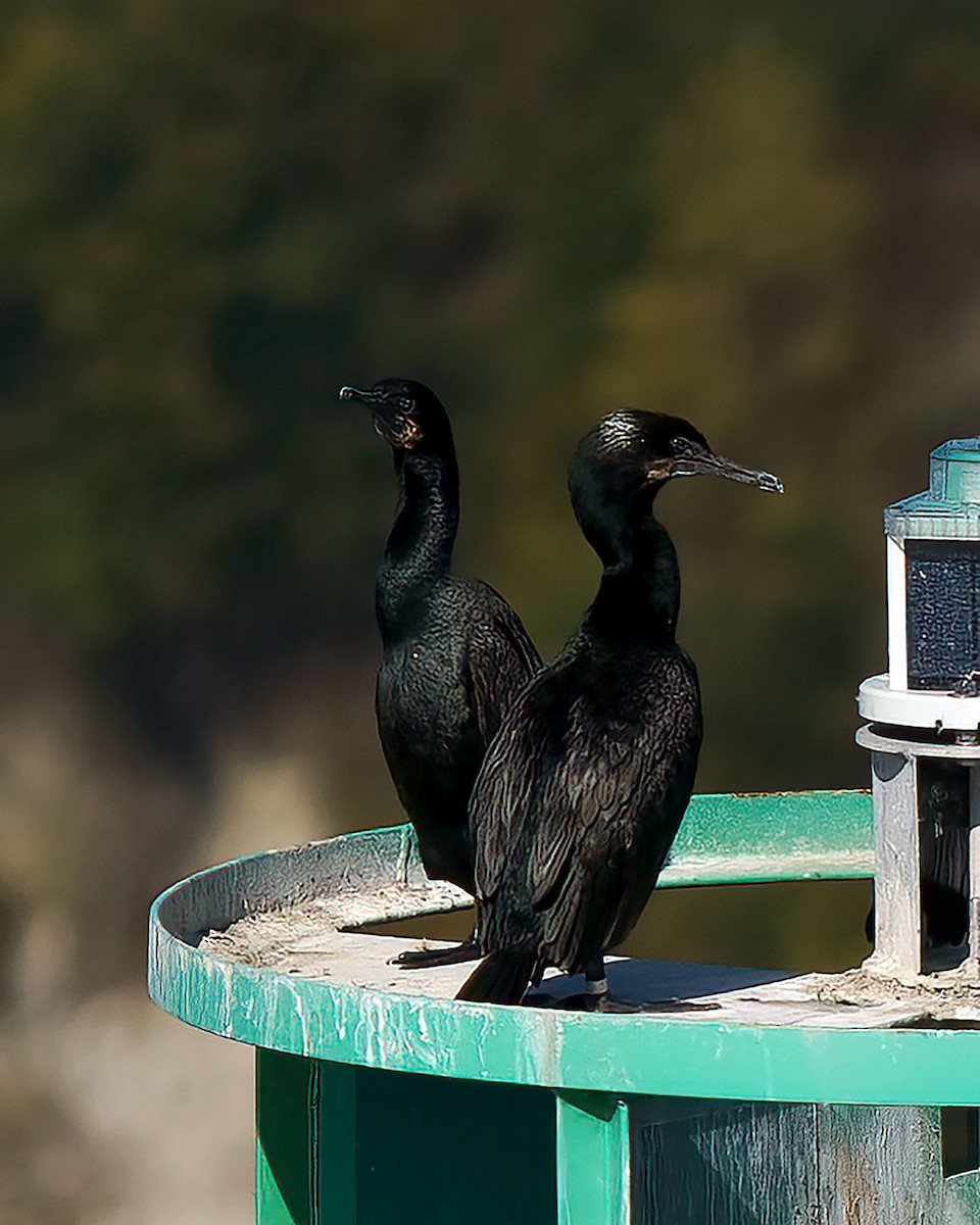 Brandt's Cormorant - ML610952198