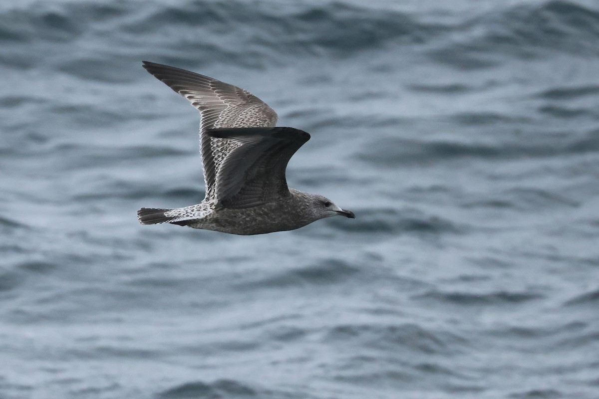 American Herring/Vega Gull - Liam Singh