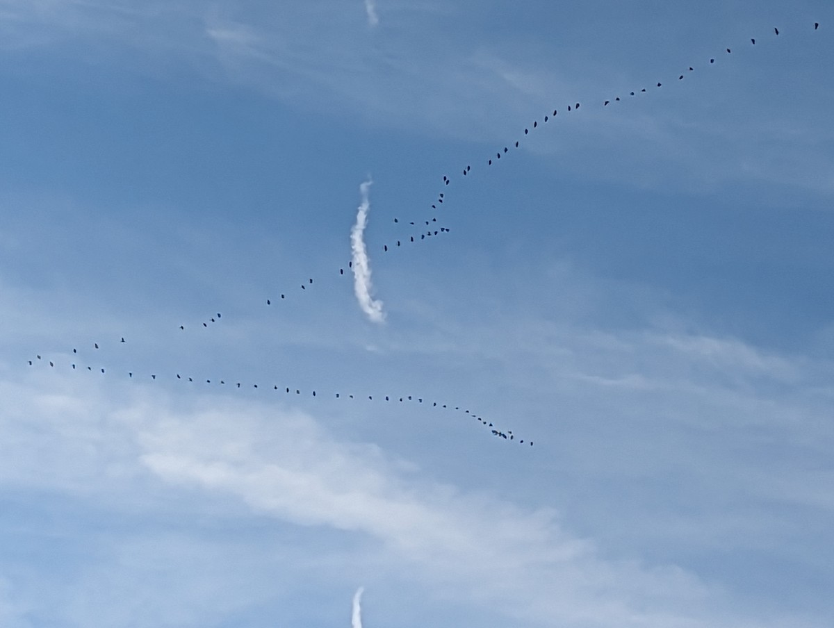 Sandhill Crane - ML610952266