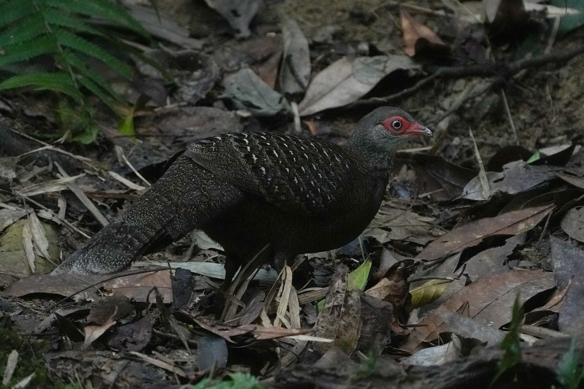 Hainan Peacock-Pheasant - ML610952294
