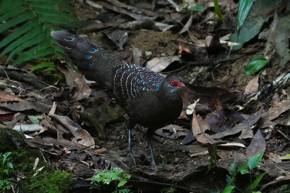 Hainan Peacock-Pheasant - ML610952308