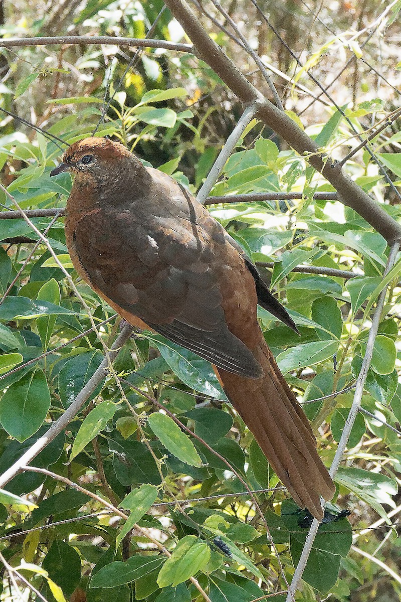 Brown Cuckoo-Dove - ML610952342