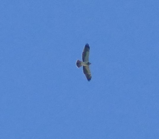 Swainson's Hawk - ML610952354