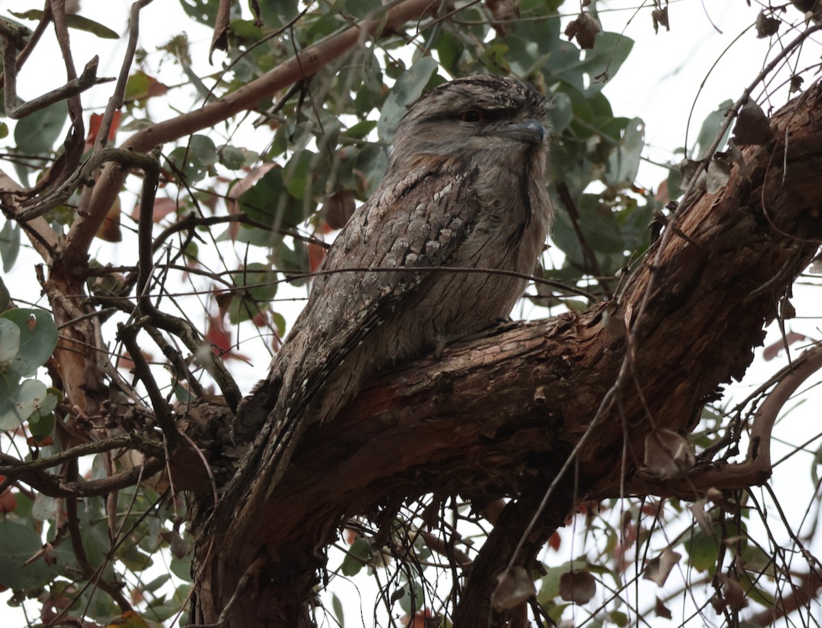 Tawny Frogmouth - ML610952383