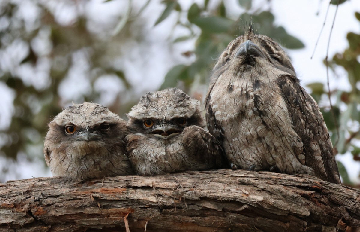 Tawny Frogmouth - ML610952384