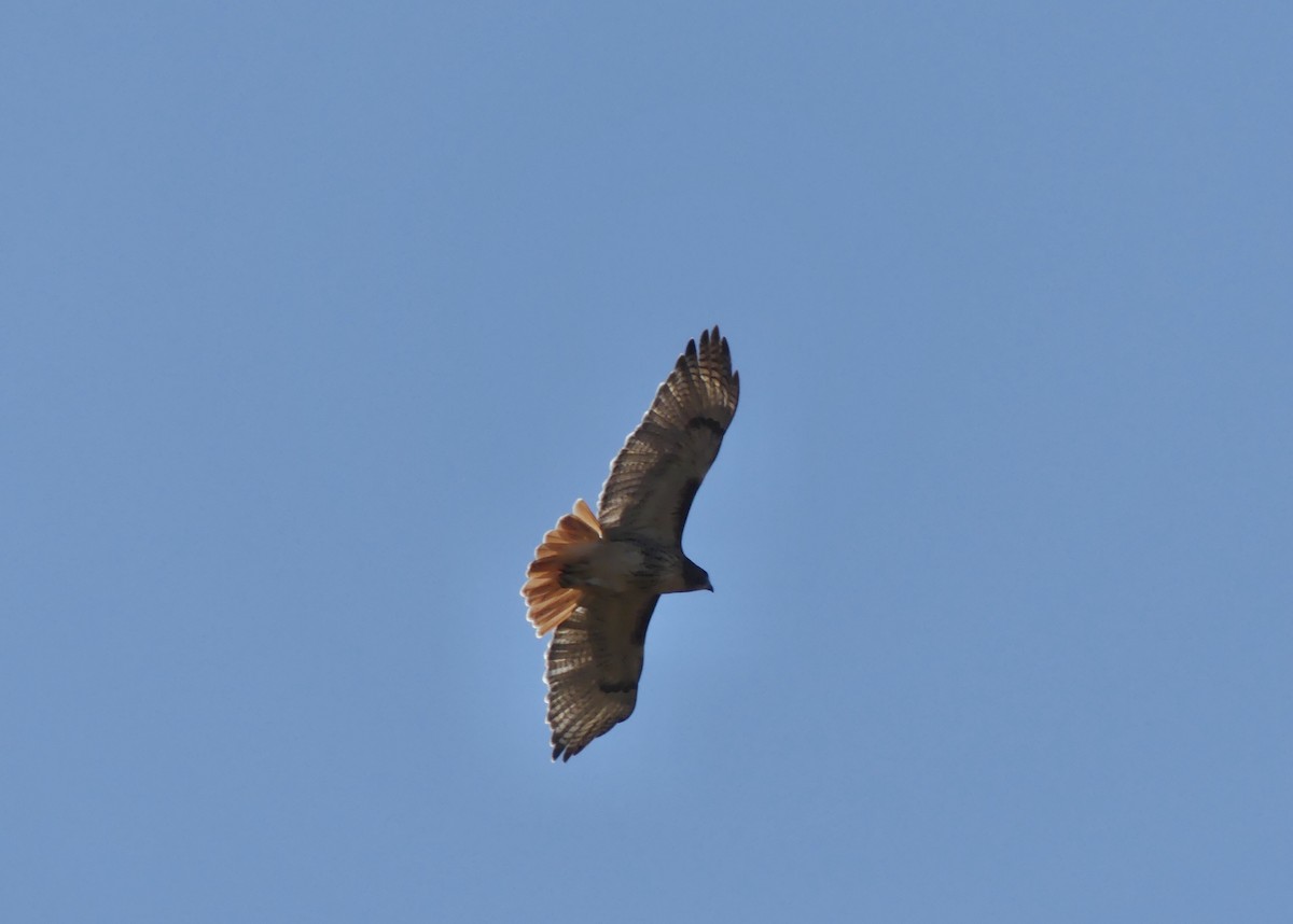 Red-tailed Hawk - ML610952477