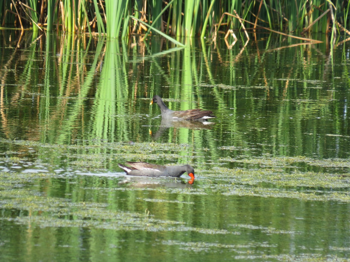 Common Gallinule - ML610952516