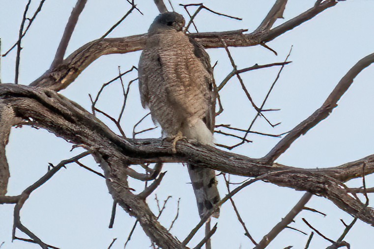 Cooper's Hawk - ML610952522