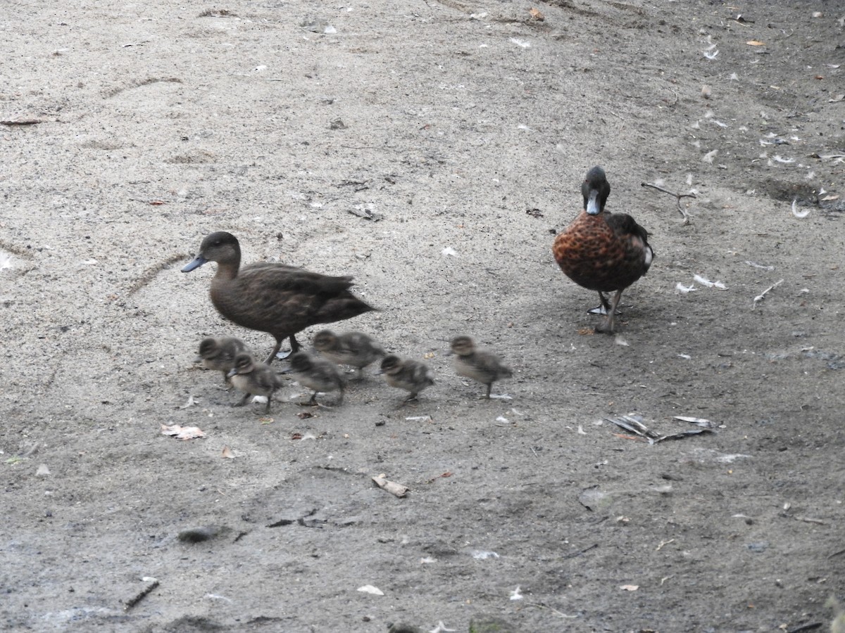 Chestnut Teal - ML610952533