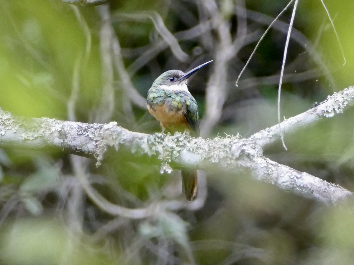 Rufous-tailed Jacamar (Spot-tailed) - Peter Kaestner