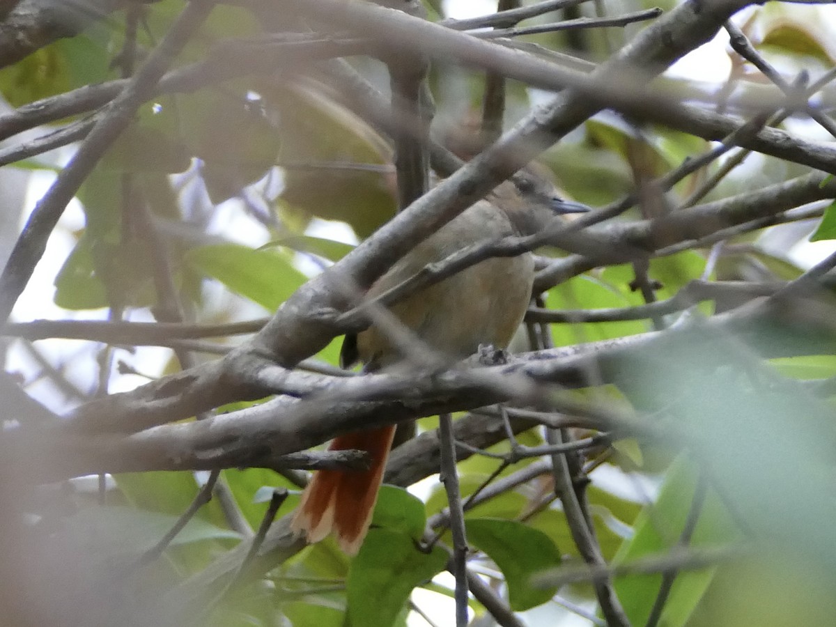 Ochre-cheeked Spinetail - ML610952543