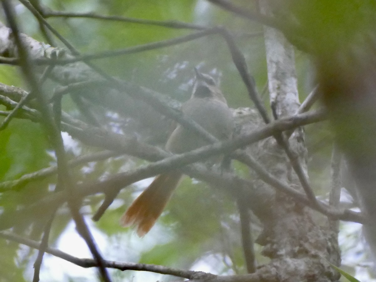 Ochre-cheeked Spinetail - ML610952545