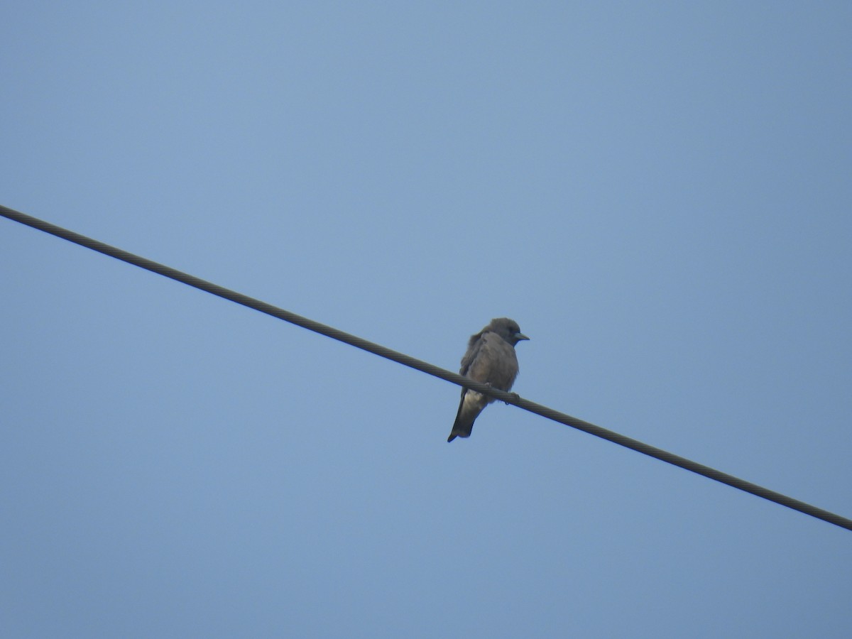 Ashy Woodswallow - ML610952581